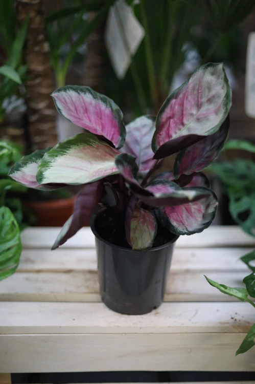 Calathea roseopicta 'Rosy' Kalatea różowokropkowana (2).JPG
