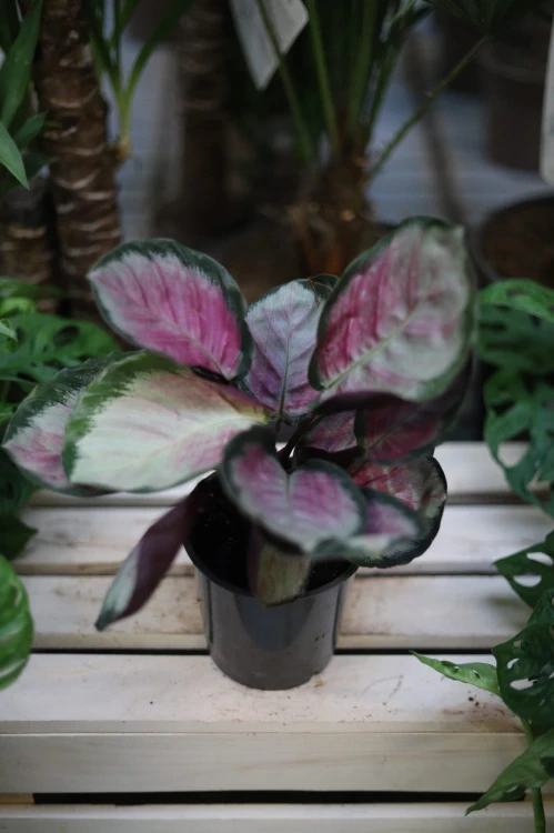 Calathea roseopicta 'Rosy' Kalatea różowokropkowana (3).JPG