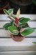 Hoya carnosa Flamingo Dream (Hoja) (1).JPG