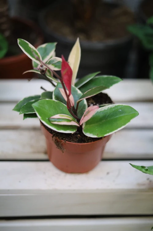 Hoya carnosa Flamingo Dream (Hoja) (2).JPG