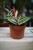 Hoya carnosa Flamingo Dream (Hoja) (3).JPG