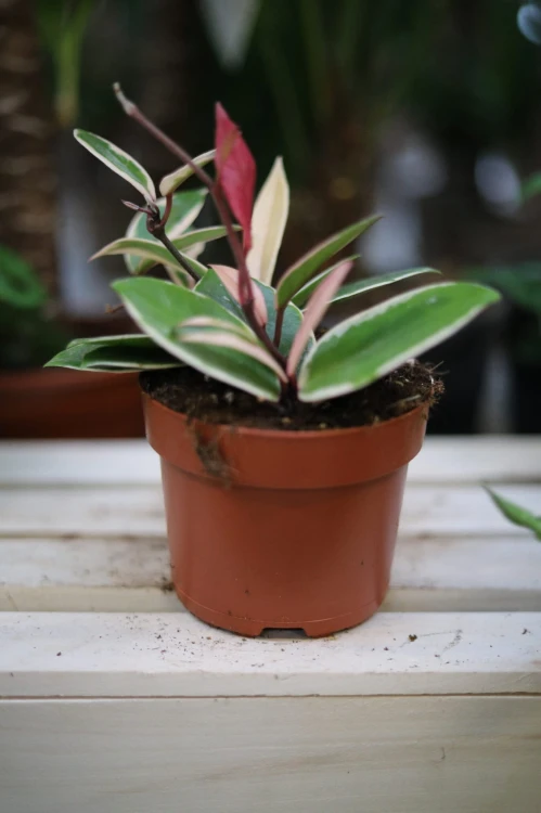 Hoya carnosa Flamingo Dream (Hoja) (3).JPG