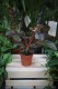Philodendron Florida Bronze (Filodendron) (1).JPG