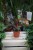 Philodendron Florida Bronze (Filodendron) (2).JPG