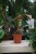 Philodendron Florida Bronze (Filodendron) (3).JPG