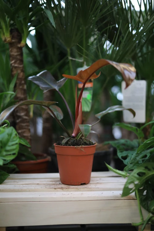 Philodendron Florida Bronze (Filodendron) (3).JPG