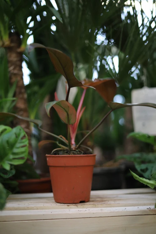 Philodendron Florida Bronze (Filodendron) (4).JPG