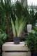 Sansevieria trifasciata Moonshine (Sansewieria ) (1).JPG