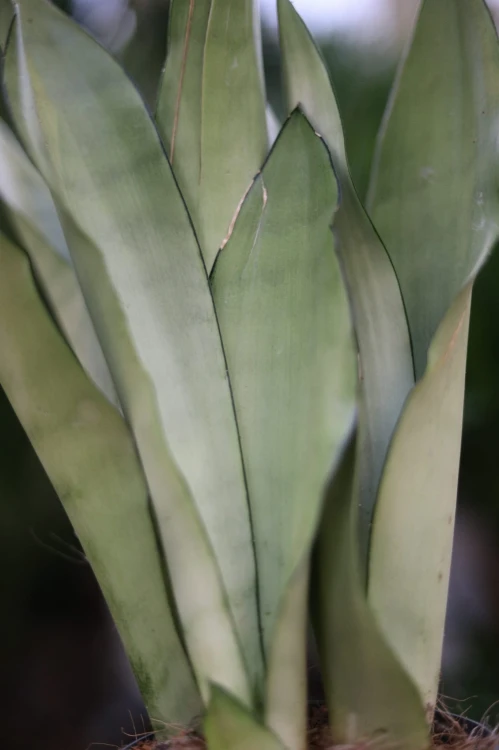 Sansevieria trifasciata Moonshine (Sansewieria ) (3).JPG