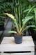 philodendron ring of fire (1).JPG
