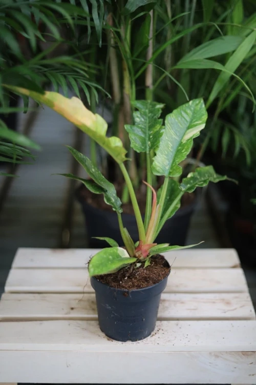 philodendron ring of fire (2).JPG