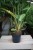 philodendron ring of fire (3).JPG