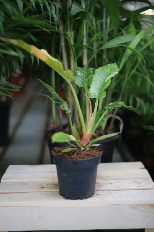 philodendron ring of fire (3).JPG