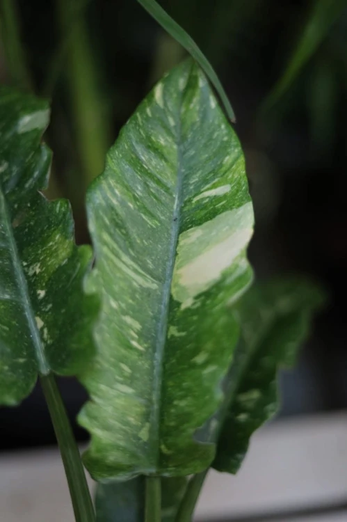 philodendron ring of fire (4).JPG