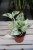 Epipremnum snow queen
