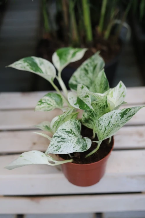 Epipremnum snow queen