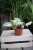 Epipremnum Snow Leopard