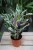 Calathea Fusion White (1).JPG