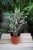 Calathea Fusion White (3).JPG