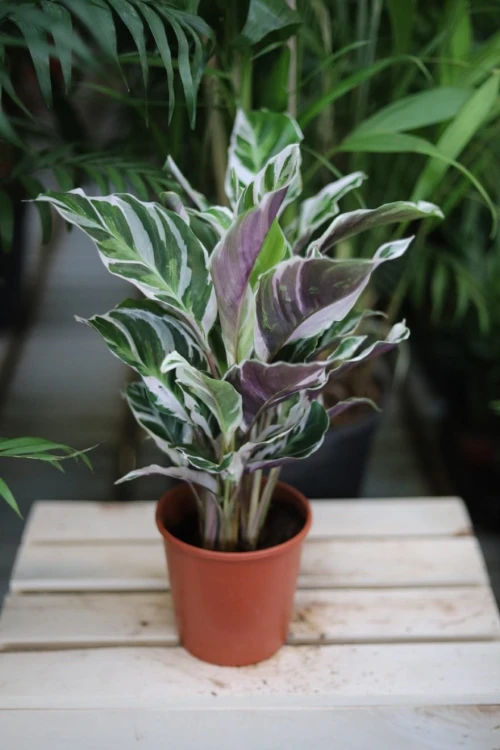 Calathea Fusion White (3).JPG
