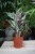 Calathea Fusion White (4).JPG