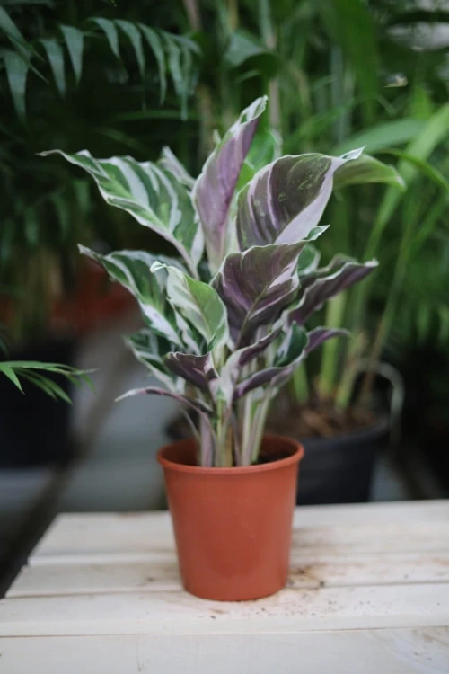 Calathea Fusion White (4).JPG