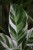 Calathea Fusion White (2).JPG
