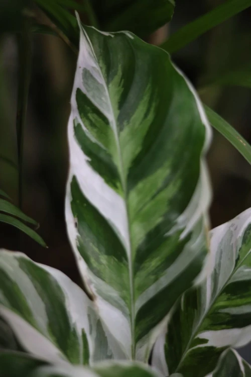 Calathea Fusion White (2).JPG