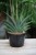 sanseveria almod jade (2).JPG