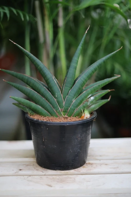 sanseveria almod jade (2).JPG