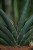 sanseveria almod jade (3).JPG