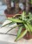 IMG_3040.jpeg