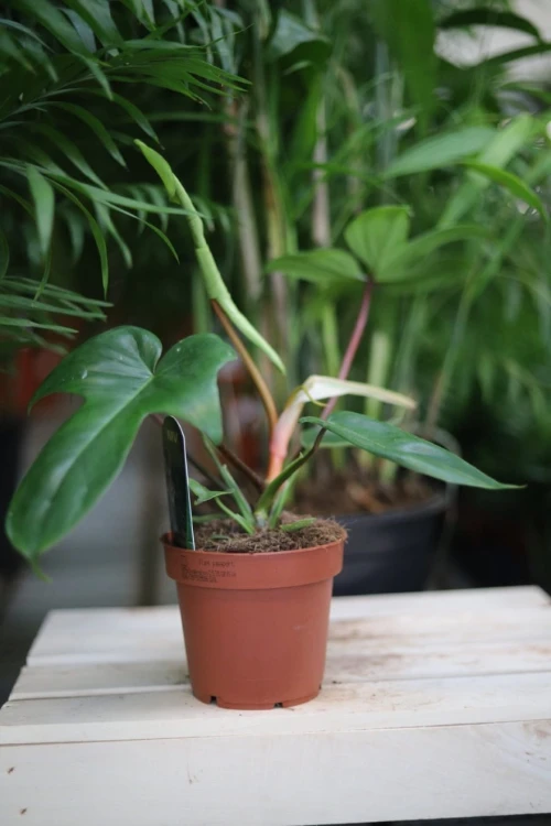 florida green m (3).JPG