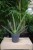 Sansevieria cylindrica Boncel to oryginalna roślina doniczkowa o grubych, cylindrycznych liściach w odcieniach zieleni – idealna do domu i biura.