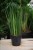 Sansevieria cylindrica to efektowna roślina doniczkowa o sztywnych, cylindrycznych liściach – idealna do nowoczesnych wnętrz, domu lub biura.