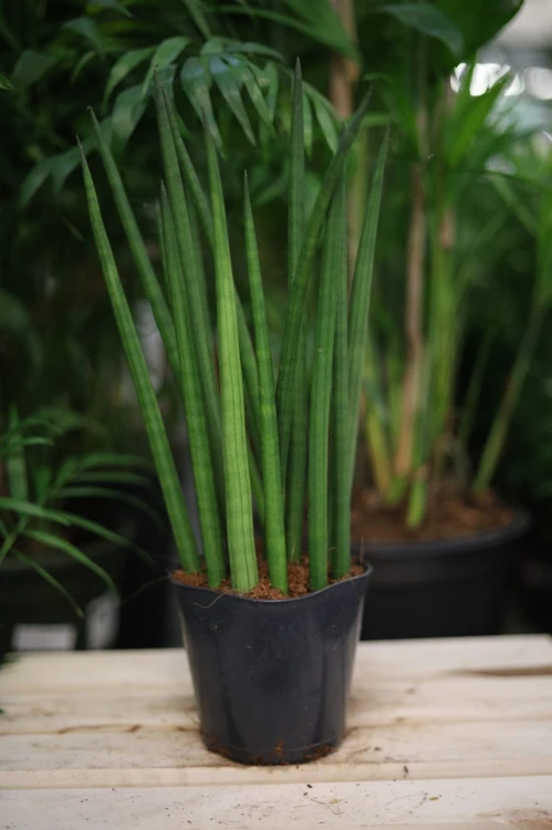 Sansevieria cylindrica to efektowna roślina doniczkowa o sztywnych, cylindrycznych liściach – idealna do nowoczesnych wnętrz, domu lub biura.