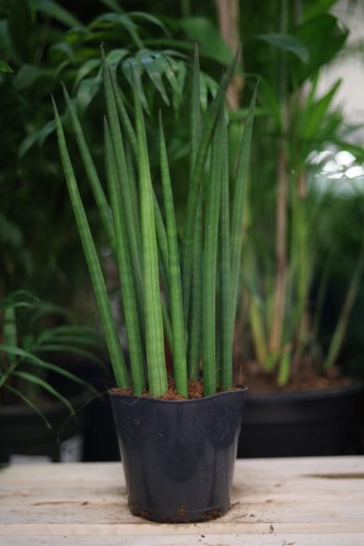 Sansevieria Cylindrica