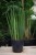 Sansevieria Cylindrica