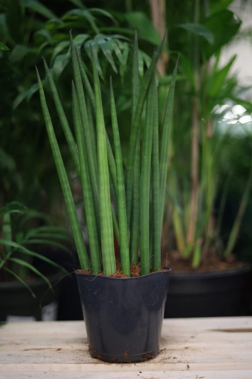 Sansevieria Cylindrica