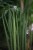 Sansewieria Cylindryczna