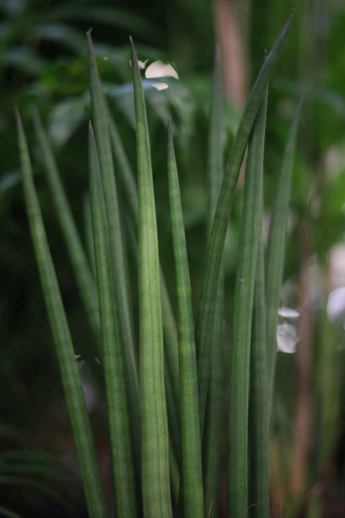 Sansewieria Cylindryczna