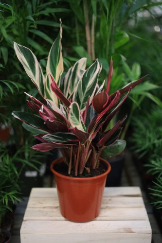 Stromanthe sanguinea ‘Triostar’