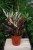 Stromanthe sanguinea ‘Triostar’