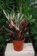 Stromanthe sanguinea ‘Triostar’
