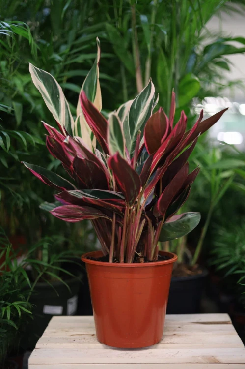 Stromanthe sanguinea ‘Triostar’  XL