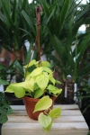 Philodendron Scandens Lemon Lime (Filodendron Pnący) XL 