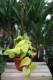 Philodendron Scandens Lemon Lime (Filodendron Pnący) XL (1).JPG