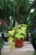 Philodendron Scandens Lemon Lime (Filodendron Pnący) XL (2).JPG