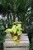 Philodendron Scandens Lemon Lime (Filodendron Pnący) XL (3).JPG