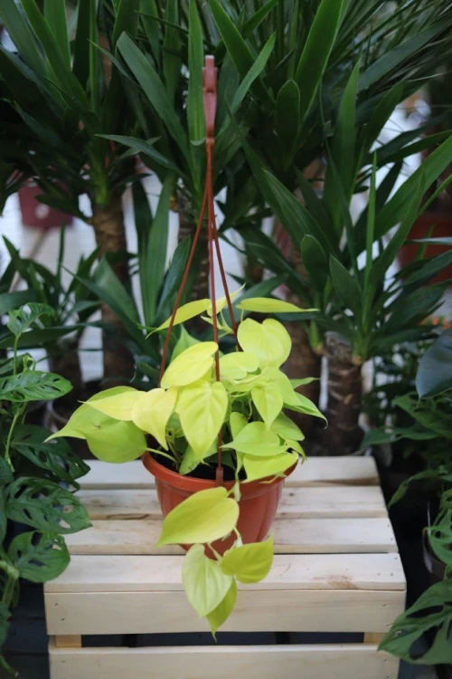 Philodendron Scandens Lemon Lime (Filodendron Pnący) XL (3).JPG